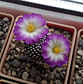 Нажмите на изображение для увеличения.

Название:	Mammillaria_luethyi.jpg
Просмотров:	521
Размер:	160.3 Кб
ID:	346304