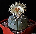 Нажмите на изображение для увеличения.

Название:	Astrophytum asterias f. nudum.JPG
Просмотров:	129
Размер:	163.6 Кб
ID:	346313