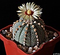 Нажмите на изображение для увеличения.

Название:	Astrophytum MYRASSen x As.JPG
Просмотров:	127
Размер:	184.0 Кб
ID:	346314