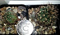 Нажмите на изображение для увеличения.

Название:	Gymnocalicium erinaceum.jpg
Просмотров:	236
Размер:	98.9 Кб
ID:	346332