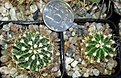 Нажмите на изображение для увеличения.

Название:	Hamatocactus setispinus1.jpg
Просмотров:	231
Размер:	117.2 Кб
ID:	346335