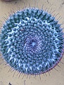 Нажмите на изображение для увеличения.

Название:	Mammillaria.jpg
Просмотров:	144
Размер:	153.1 Кб
ID:	346379