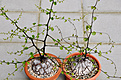 Нажмите на изображение для увеличения.

Название:	Dioscorea we grow.jpg
Просмотров:	355
Размер:	188.8 Кб
ID:	346431