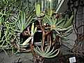 Нажмите на изображение для увеличения.

Название:	Aloe plicatilis Африка.JPG
Просмотров:	229
Размер:	246.4 Кб
ID:	346438