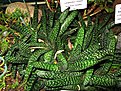 Нажмите на изображение для увеличения.

Название:	Gasteria carinata var. verrucosa Африка.JPG
Просмотров:	196
Размер:	247.6 Кб
ID:	346439