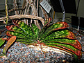 Нажмите на изображение для увеличения.

Название:	Gasteria obliqua.JPG
Просмотров:	206
Размер:	244.7 Кб
ID:	346440