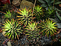 Нажмите на изображение для увеличения.

Название:	Haworthia glauca var herrei  Африка.JPG
Просмотров:	222
Размер:	244.5 Кб
ID:	346441