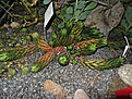 Нажмите на изображение для увеличения.

Название:	Haworthia coarctata Африка.JPG
Просмотров:	239
Размер:	245.8 Кб
ID:	346442
