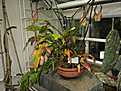Нажмите на изображение для увеличения.

Название:	Epiphyllum oxypetalum Америка..JPG
Просмотров:	196
Размер:	233.8 Кб
ID:	346443