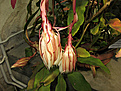Нажмите на изображение для увеличения.

Название:	Epiphyllum oxypetalum Америка.JPG
Просмотров:	201
Размер:	245.9 Кб
ID:	346444