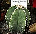 Нажмите на изображение для увеличения.

Название:	Astrophytum myriostigma  Мексика.JPG
Просмотров:	236
Размер:	246.5 Кб
ID:	346447