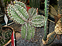 Нажмите на изображение для увеличения.

Название:	Astrophytum ornatum Мексика.JPG
Просмотров:	200
Размер:	243.1 Кб
ID:	346448