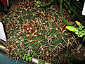Нажмите на изображение для увеличения.

Название:	Melocactus neryi Бразилия.JPG
Просмотров:	195
Размер:	248.2 Кб
ID:	346449