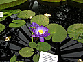 Нажмите на изображение для увеличения.

Название:	Nymphaea ‘Kew’s Stowaway Blues’.JPG
Просмотров:	220
Размер:	245.0 Кб
ID:	346456
