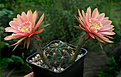 Нажмите на изображение для увеличения.

Название:	Echinopsis_spec_WR_Villa_Serano_Chucisaca.jpg
Просмотров:	156
Размер:	193.2 Кб
ID:	346458