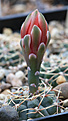 Нажмите на изображение для увеличения.

Название:	Gymnocalycium_baldianum_VG075.jpg
Просмотров:	164
Размер:	169.7 Кб
ID:	346461