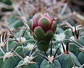 Нажмите на изображение для увеличения.

Название:	Gymnocalycium_carminanthum_P133.jpg
Просмотров:	135
Размер:	180.7 Кб
ID:	346462