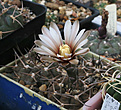 Нажмите на изображение для увеличения.

Название:	Gymnocalycium_riojense_piltziorum_STO514.jpg
Просмотров:	366
Размер:	179.8 Кб
ID:	346481