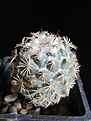 Нажмите на изображение для увеличения.

Название:	coryphantha calipensis.jpg
Просмотров:	159
Размер:	222.9 Кб
ID:	346506