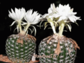 Нажмите на изображение для увеличения.

Название:	17 Discocactus horstii hybrid horstii x bueneckeri.png
Просмотров:	282
Размер:	171.5 Кб
ID:	346509