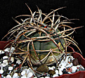 Нажмите на изображение для увеличения.

Название:	Gymnocalycium sp.JPG
Просмотров:	462
Размер:	242.8 Кб
ID:	346547