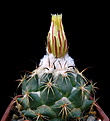 Нажмите на изображение для увеличения.

Название:	Coryphantha calipensis SB1390 Teotitlan del Camino.jpg
Просмотров:	157
Размер:	118.2 Кб
ID:	346549