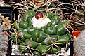 Нажмите на изображение для увеличения.

Название:	Coryphantha elephandidens_L.jpg
Просмотров:	147
Размер:	205.3 Кб
ID:	346550
