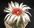 Нажмите на изображение для увеличения.

Название:	Coryphatha calipensis.jpg
Просмотров:	154
Размер:	62.8 Кб
ID:	346552