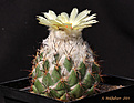 Нажмите на изображение для увеличения.

Название:	Coryphantha_calipensis_Z216.jpg
Просмотров:	159
Размер:	170.1 Кб
ID:	346553