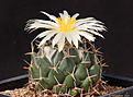 Нажмите на изображение для увеличения.

Название:	Coryphantha_maiz-tablasensis.jpg
Просмотров:	151
Размер:	171.2 Кб
ID:	346554
