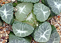Нажмите на изображение для увеличения.

Название:	Haworthia_maughanii_Japan_macro.jpg
Просмотров:	302
Размер:	194.8 Кб
ID:	346559