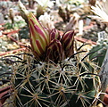 Нажмите на изображение для увеличения.

Название:	Coryphantha cornifera.jpg
Просмотров:	126
Размер:	160.7 Кб
ID:	346564