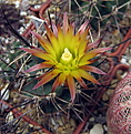 Нажмите на изображение для увеличения.

Название:	Pyrrhocactus katterman VG06-397.jpg
Просмотров:	270
Размер:	150.0 Кб
ID:	346569