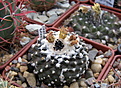 Нажмите на изображение для увеличения.

Название:	Copiapoa humilis var. tenuissima.jpg
Просмотров:	264
Размер:	189.2 Кб
ID:	346570