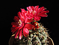 Нажмите на изображение для увеличения.

Название:	Gymnocalycium_baldianum3.jpg
Просмотров:	125
Размер:	205.3 Кб
ID:	346572