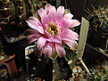 Нажмите на изображение для увеличения.

Название:	Gymnocalycium_friedrichii2.jpg
Просмотров:	134
Размер:	236.9 Кб
ID:	346573