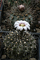 Нажмите на изображение для увеличения.

Название:	Gymnocalycium_riojense.jpg
Просмотров:	365
Размер:	229.4 Кб
ID:	346585