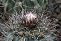 Нажмите на изображение для увеличения.

Название:	Gymnocalycium_castellanosii_armillatum_P217.jpg
Просмотров:	364
Размер:	236.7 Кб
ID:	346586