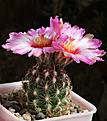 Нажмите на изображение для увеличения.

Название:	Thelocactus_schwarzii.jpg
Просмотров:	134
Размер:	189.4 Кб
ID:	346590