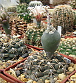 Нажмите на изображение для увеличения.

Название:	Gymnocalycium quehlianum VS139.jpg
Просмотров:	403
Размер:	159.8 Кб
ID:	346603