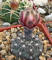 Нажмите на изображение для увеличения.

Название:	Gymnocalycium morroense GN0979_3273.jpg
Просмотров:	424
Размер:	128.0 Кб
ID:	346604