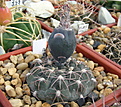 Нажмите на изображение для увеличения.

Название:	Gymnocalycium morroense GN0979_3273...jpg
Просмотров:	423
Размер:	185.7 Кб
ID:	346605