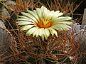 Нажмите на изображение для увеличения.

Название:	Astrophytum_ senile _aureum.jpg
Просмотров:	177
Размер:	215.8 Кб
ID:	346615