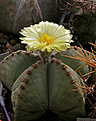 Нажмите на изображение для увеличения.

Название:	Astrophytum_myriostigma_glabrum.jpg
Просмотров:	174
Размер:	175.9 Кб
ID:	346616