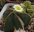 Нажмите на изображение для увеличения.

Название:	Astrophytum_myriostigma_glabrum_.jpg
Просмотров:	178
Размер:	192.0 Кб
ID:	346617