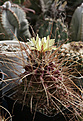 Нажмите на изображение для увеличения.

Название:	Hamatocactus_Ferocactus_longihamatus.jpg
Просмотров:	147
Размер:	173.9 Кб
ID:	346626