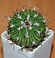 Нажмите на изображение для увеличения.

Название:	E.f.c. phyllacanthus.jpg
Просмотров:	138
Размер:	230.1 Кб
ID:	346635