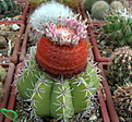 Нажмите на изображение для увеличения.

Название:	Melocactus matanzanus.jpg
Просмотров:	145
Размер:	163.9 Кб
ID:	346658