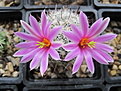 Нажмите на изображение для увеличения.

Название:	mammillaria boolii.jpg
Просмотров:	136
Размер:	167.6 Кб
ID:	346695