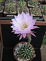 Нажмите на изображение для увеличения.

Название:	Echinopsis sp..JPG
Просмотров:	109
Размер:	211.0 Кб
ID:	346709